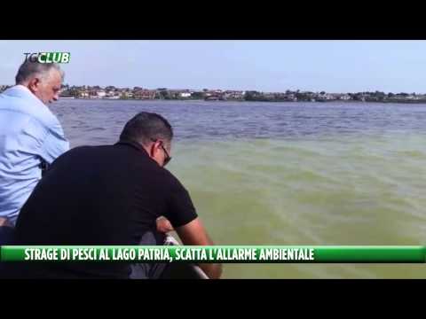 INCREÍBLE y VERDADERA masacre de peces en el lago Patria: COMPARTE TODO LO QUE DEBEN SABER