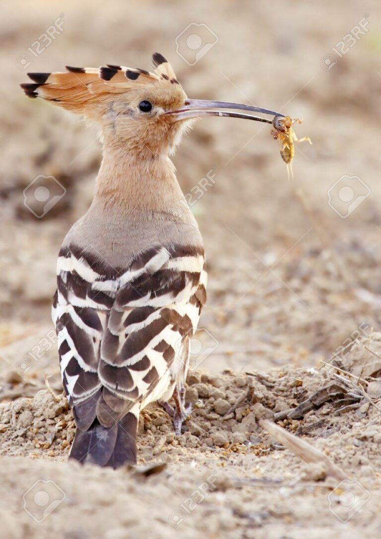 aves de cebo