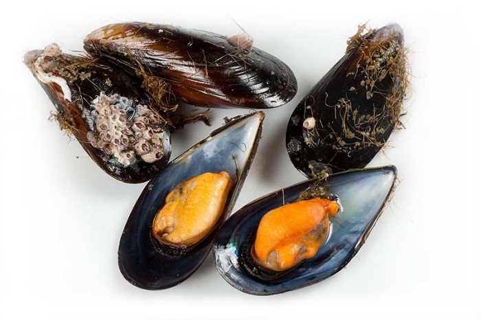 cebo de mejillones