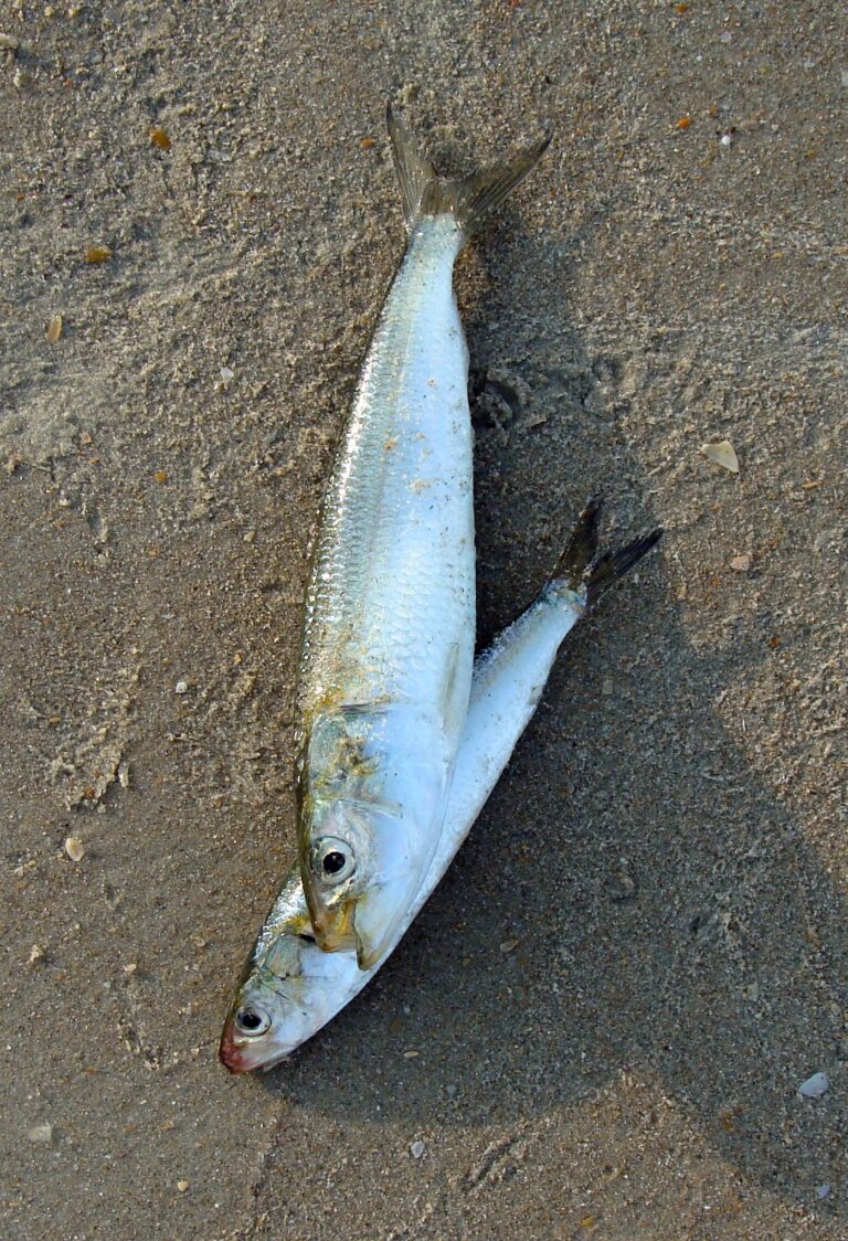 Pescado de la playa