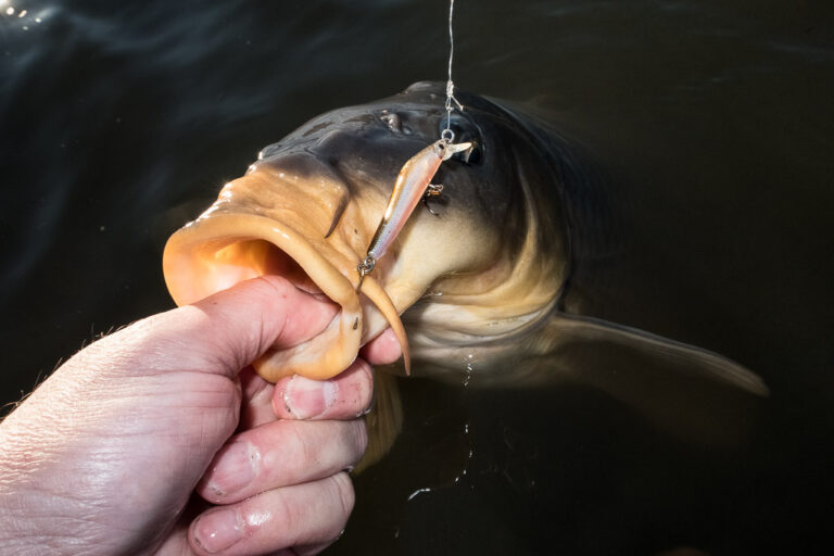 señuelos de pesca de la carpa