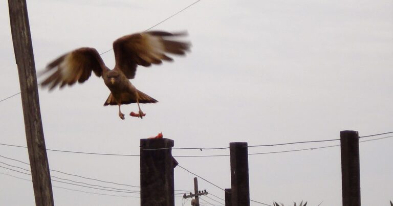 sonda de profundidad de águila