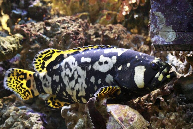 Mero blanco y negro: encantos del pescado mero en su hábitat