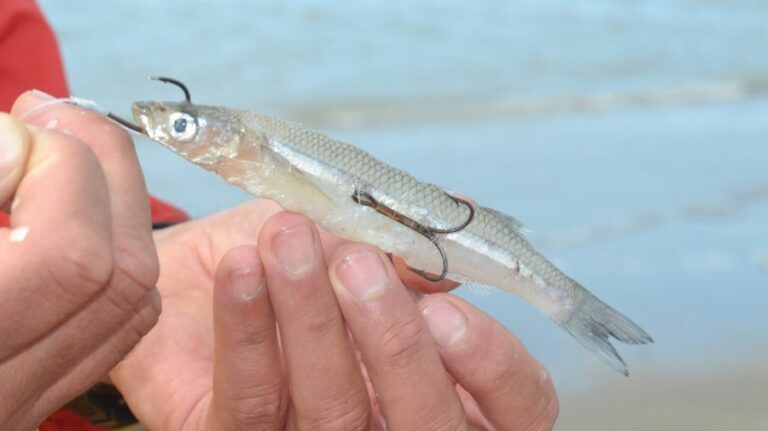 Peces lenguados: Guía de pesca y técnicas efectivas