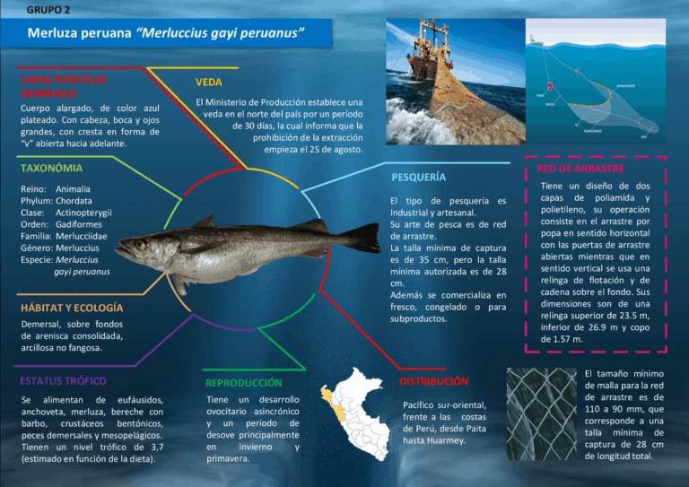Pescadilla: descubre su características, hábitat y pesca