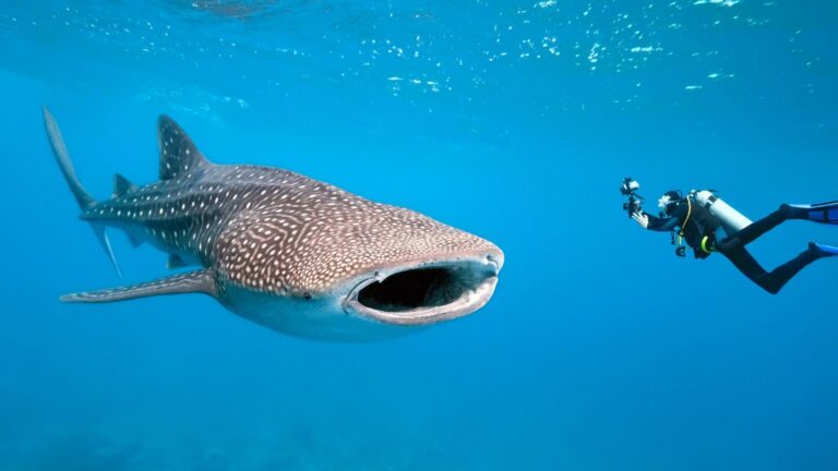 Tiburón ballena: tamaño y peso del pez más grande del mundo