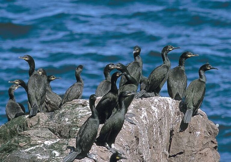 Cormorán: Nueva normativa para gestionar su impacto ambiental