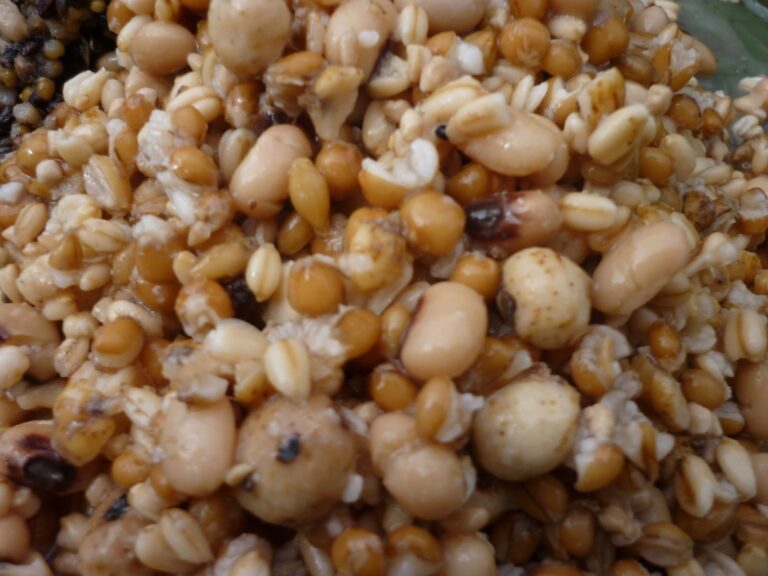 El garbanzo: la semilla ideal para atraer carpas en pesca