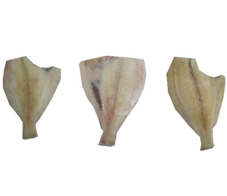 Limanda: características, pesca y conservación del pez plano