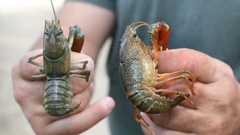 Pesca Castilla y León: Nueva Normativa para Especies Invasoras