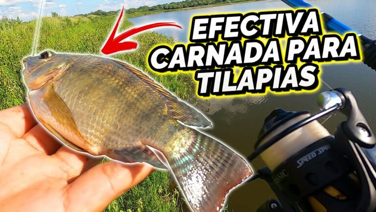 Pez viejas: consejos para pescarlo efectivamente desde la orilla
