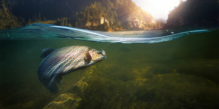 Tencas: Todo sobre pesca, hábitat y consejos útiles
