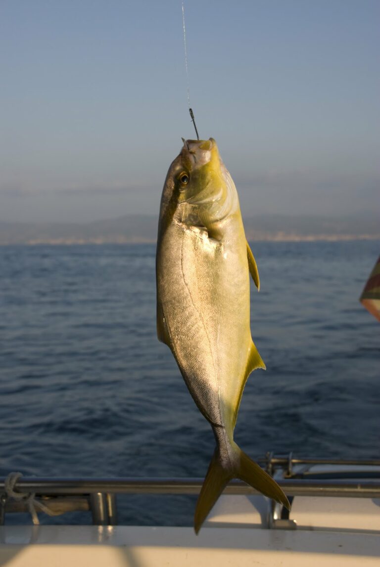 Verderol Peix: todo sobre la Serviola y su pesca deportiva