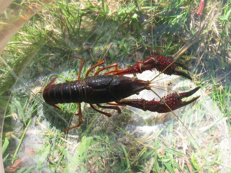Cangrejo americano: amenaza a la biodiversidad en España