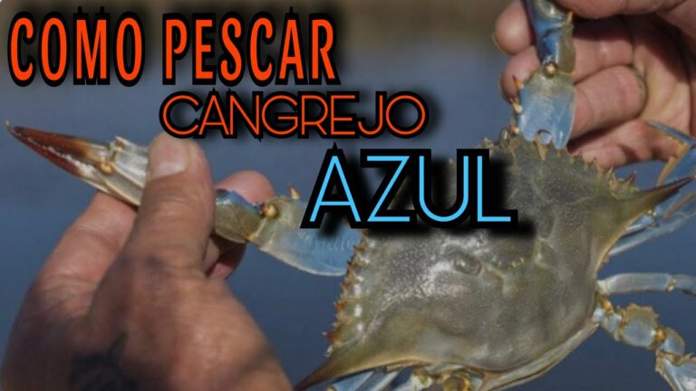Cangrejo del Mediterráneo: Captura y técnicas de pesca efectivas