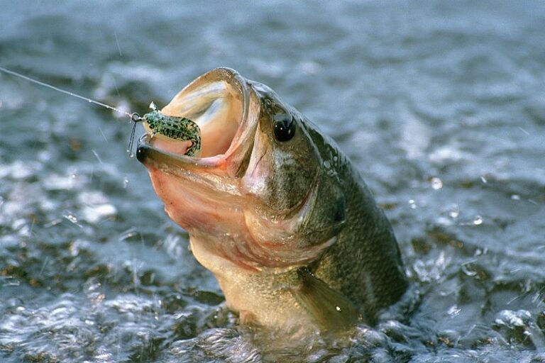 Cebos pesca mar: descubre los mejores cebos naturales efectivos