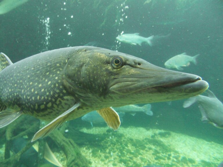 Lucio animal: técnicas efectivas para su pesca y cuidado
