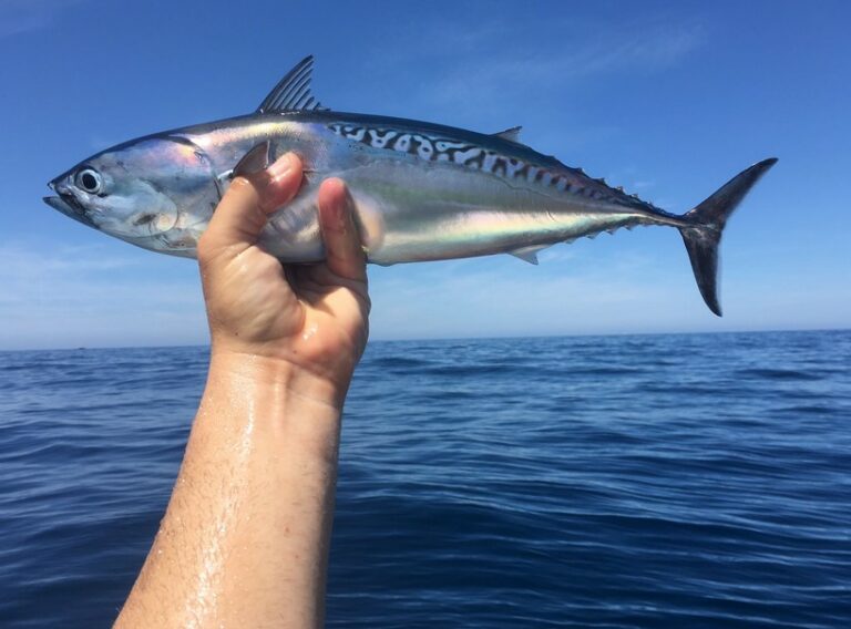 Melva: técnicas de pesca, recetas y sostenibilidad gastronómica