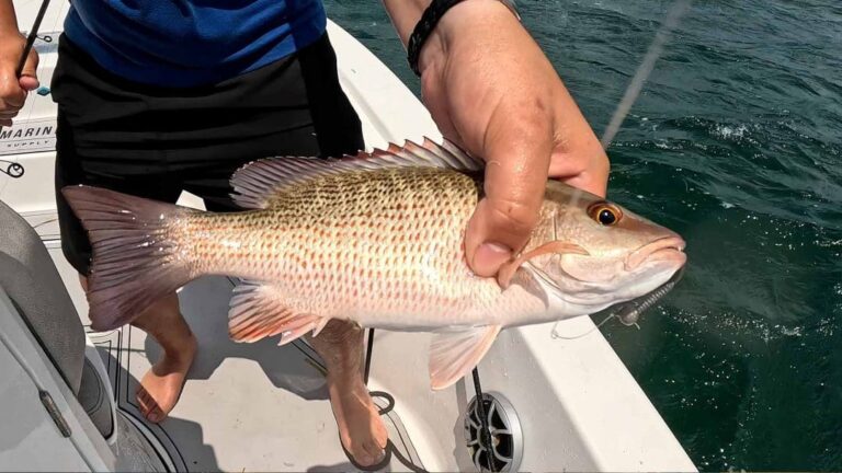 Napoleon pez: Técnicas y secretos para su pesca efectiva