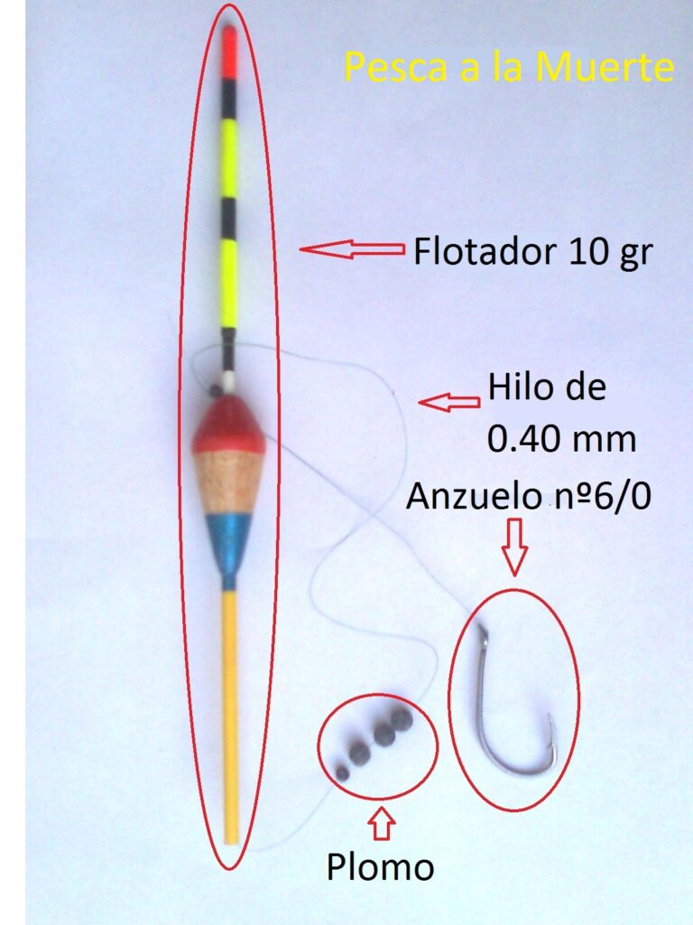 Pesca de mujol: Consejos para atrapar salmonetes fácilmente