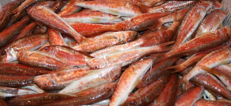 Pez salmonete: guía completa para su pesca y características