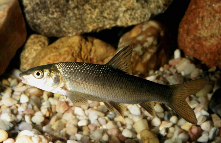 Barbo común: el pez desafiante para pescadores deportivos