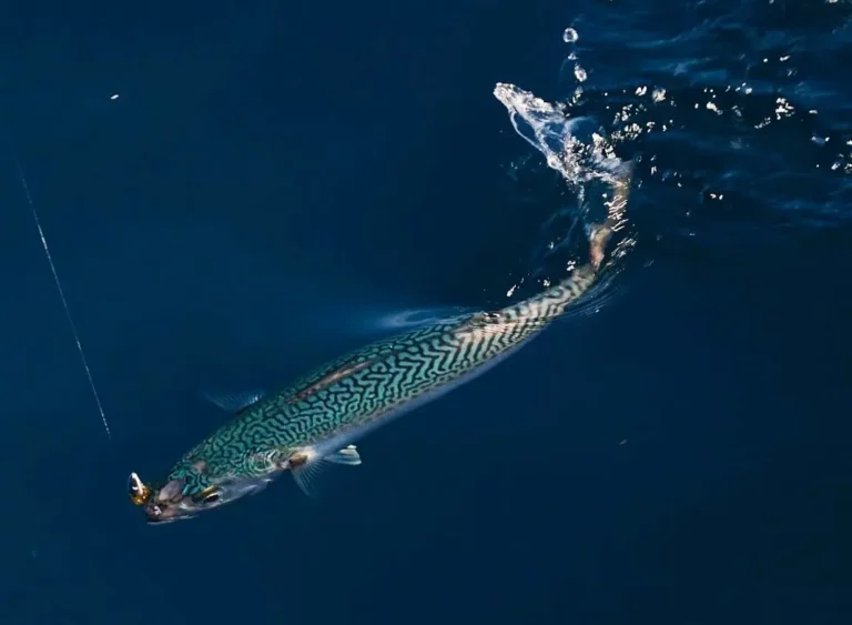 Caballa pescado: características, hábitat y pesca efectiva