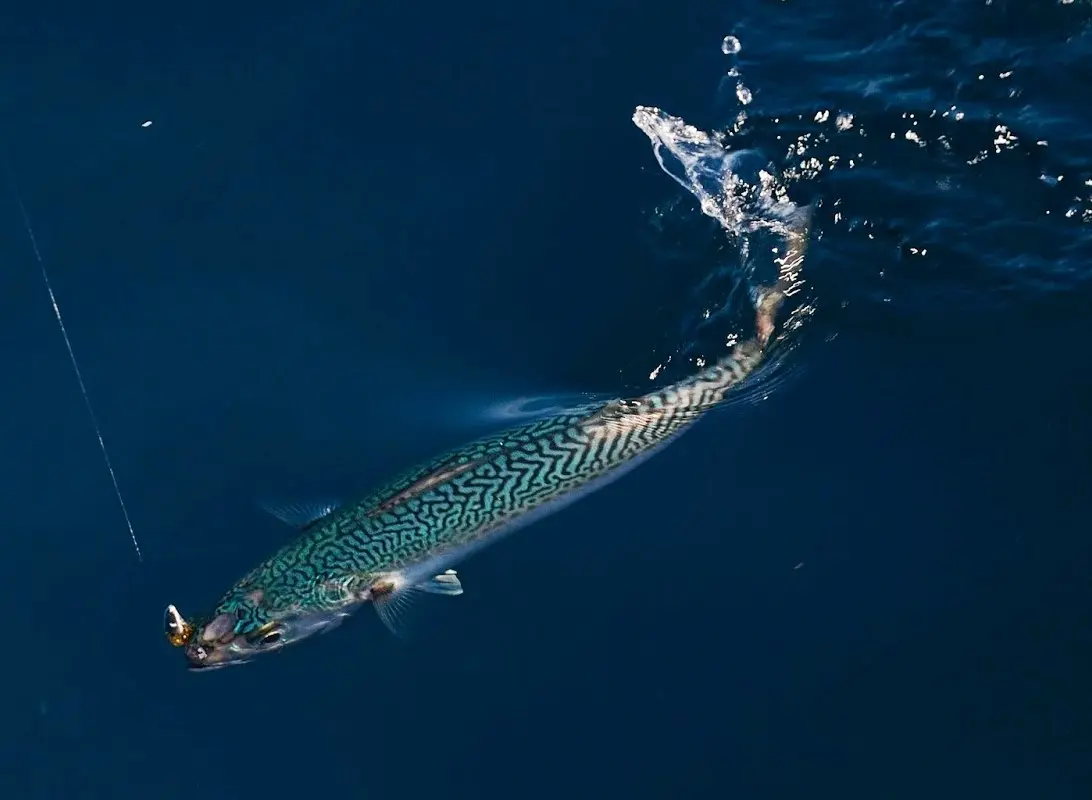 caballa pescado caracteristicas habitat y pesca efectiva