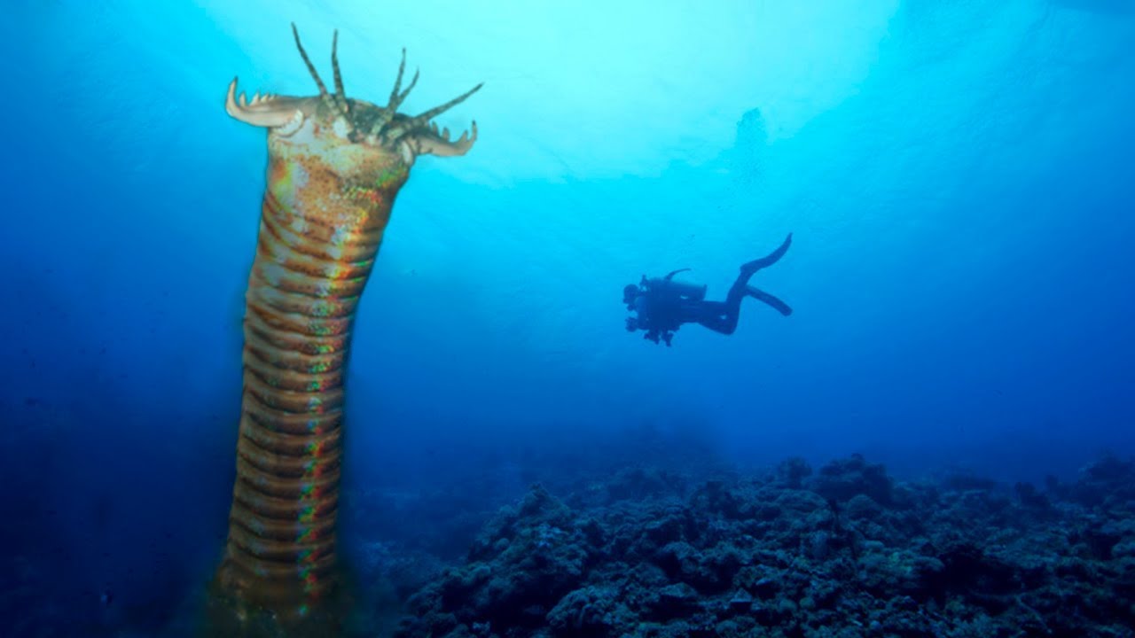 gusano de mar tipos de gusano y gusanos marinos para pescar 1