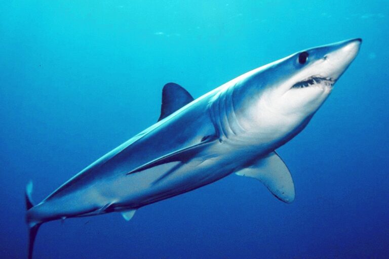 Marrajo, Isurus oxyrinchus: El Tiburón Mako y su Pesca
