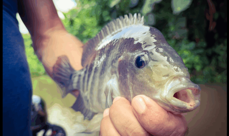 Mojarra: Diversidad, Hábitat y Conservación de Especies Acuáticas