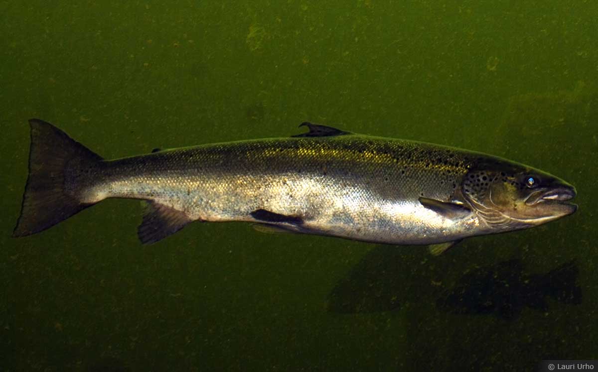 reo caracteristicas habitos y pesca efectiva del salmo trutta