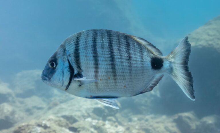 Sargos: Guía completa para una exitosa pesca en costa