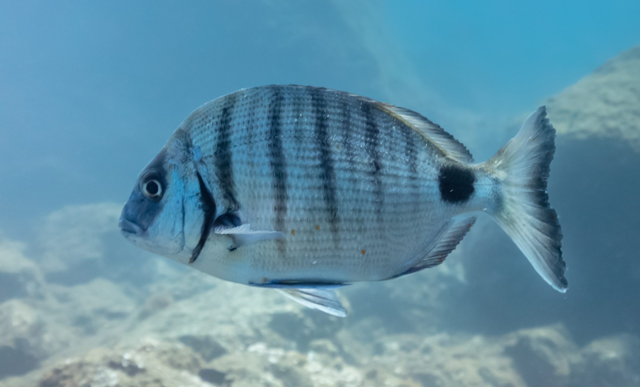 sargos guia completa para una exitosa pesca en costa