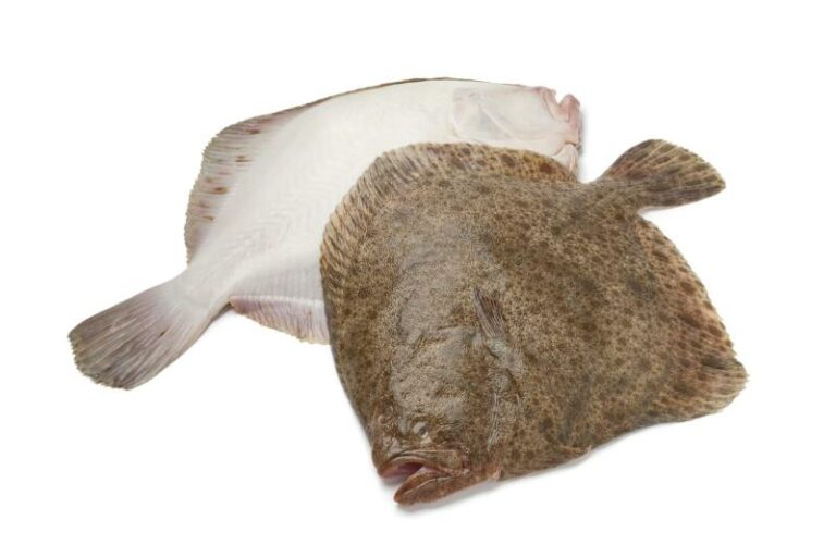 Rodaballo pescado: guía completa para su pesca exitosa
