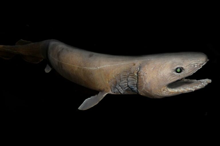 Tiburón anguila: tiempo de gestación y curiosidades esenciales